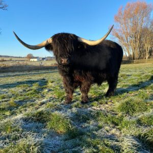 Highland Cow Sponsorship - Jamie MacKenzie Fraser - Gold Package