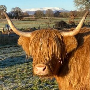 Highland Cow Sponsorship - Katie Morag - Silver Package