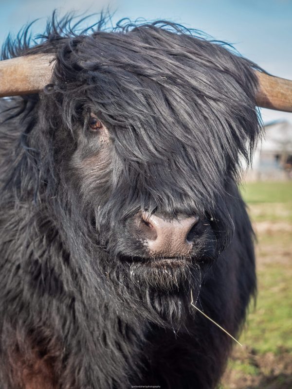 Jamie MacKenzie Fraser highland cow sponsorship