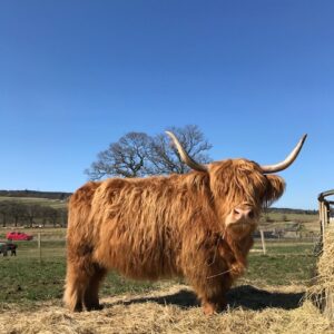 Highland Cow Sponsorship - Katie Morag - Gold Package