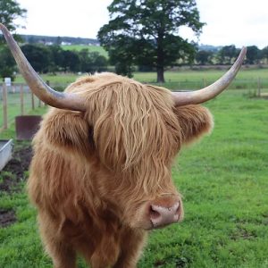 Katie-Morag highland cow sponsorship