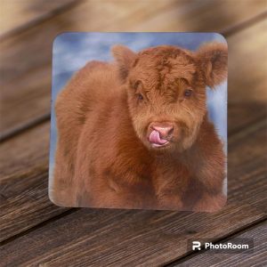 Cheeky Calf Highland Cow Coaster